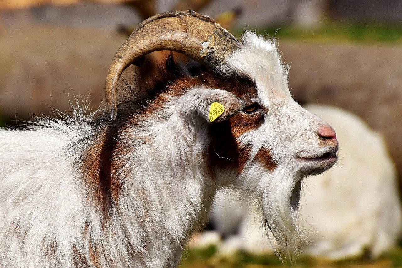 billy goat, goats, animal, nature, farm yard, good aiderbichl, sanctuary, satisfied, iffeldorf, in the case of commercial use, approval